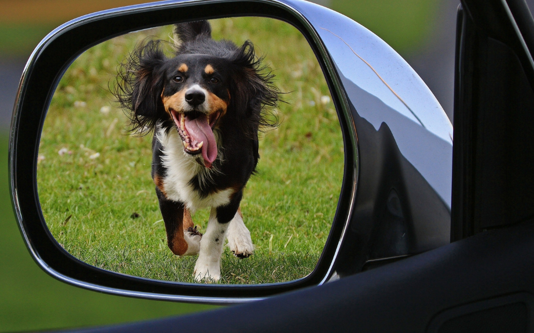 The Dog Catches Car Problem