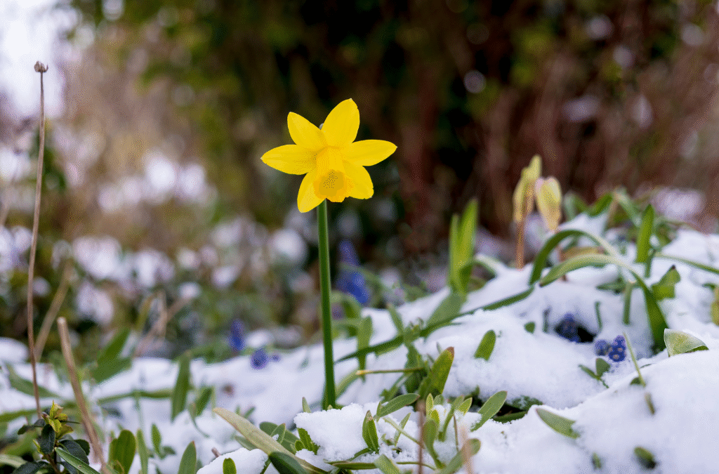 Planting For The Future